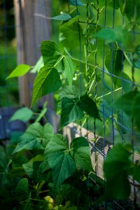 Free stock photo of garden, plants photo