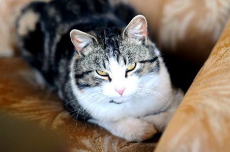 Selective Focus Photography of Gray and White Cat on Brown Textile photo