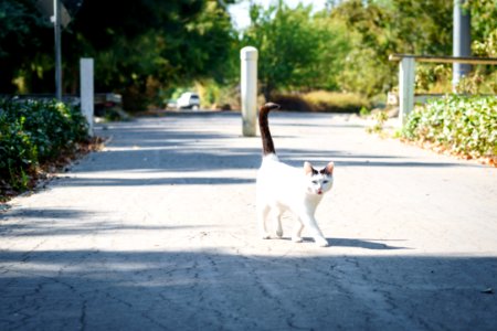 Free stock photo of cat, shade, shadow photo