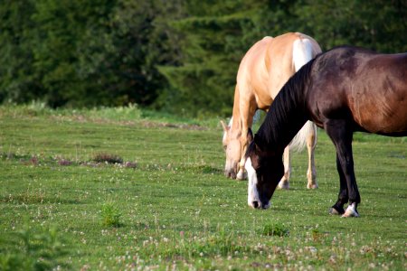 Free stock photo of animals, grass, horse photo