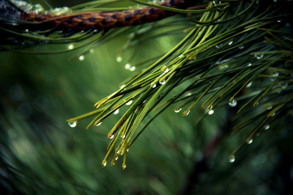 Close Up Photography of Green Grass photo