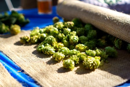 Free stock photo of beer, closeup, hops photo