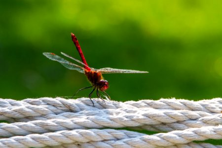 Free stock photo of dragonfly, hammock, insect photo