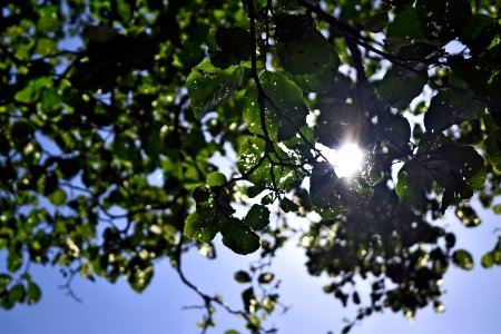 Free stock photo of summer, sun, tree