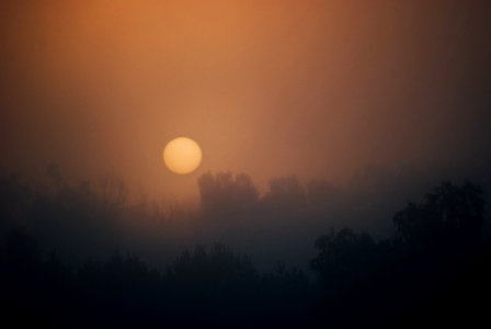 Free stock photo of fog, foggy, forest photo