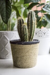 Plant sharp cactus