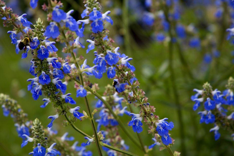 Free stock photo of bee, flowers