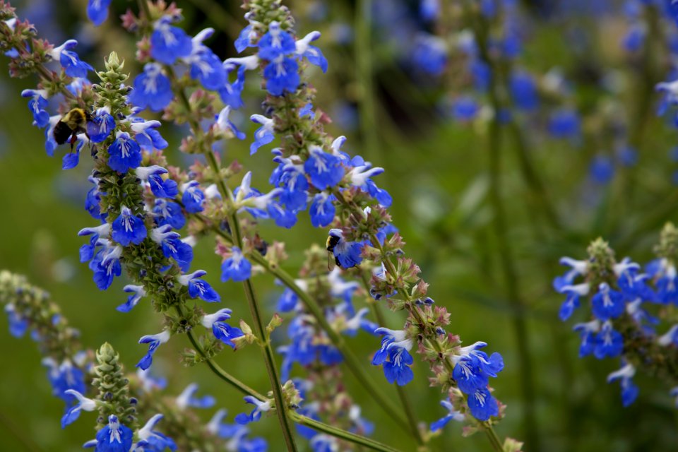 Free stock photo of bee, flowers photo