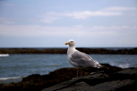 Selective Focus Photography of Ring-billed Gull Standing on Black Rock Formation photo