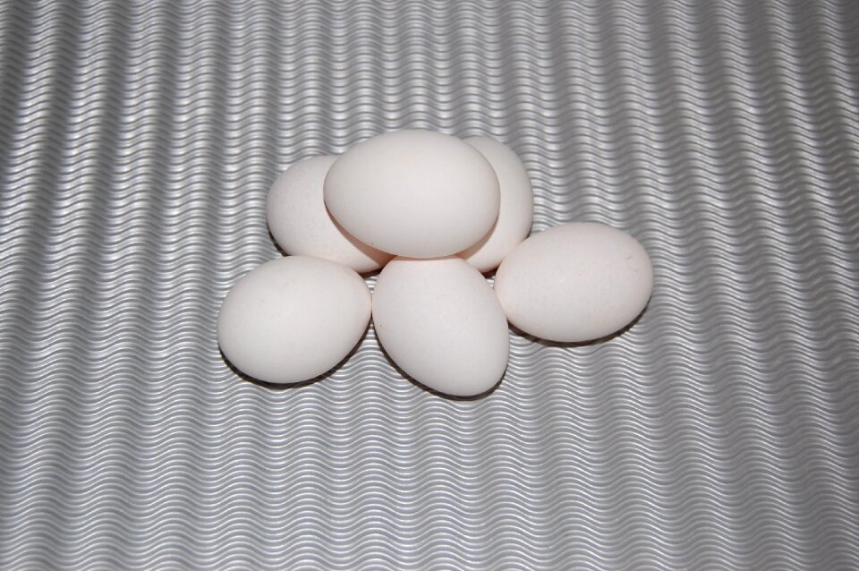 White eat white eggs