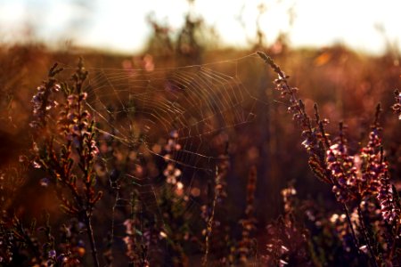 Free stock photo of spider, web photo