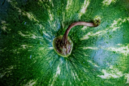 Close-up Photography of Green Watermelon photo