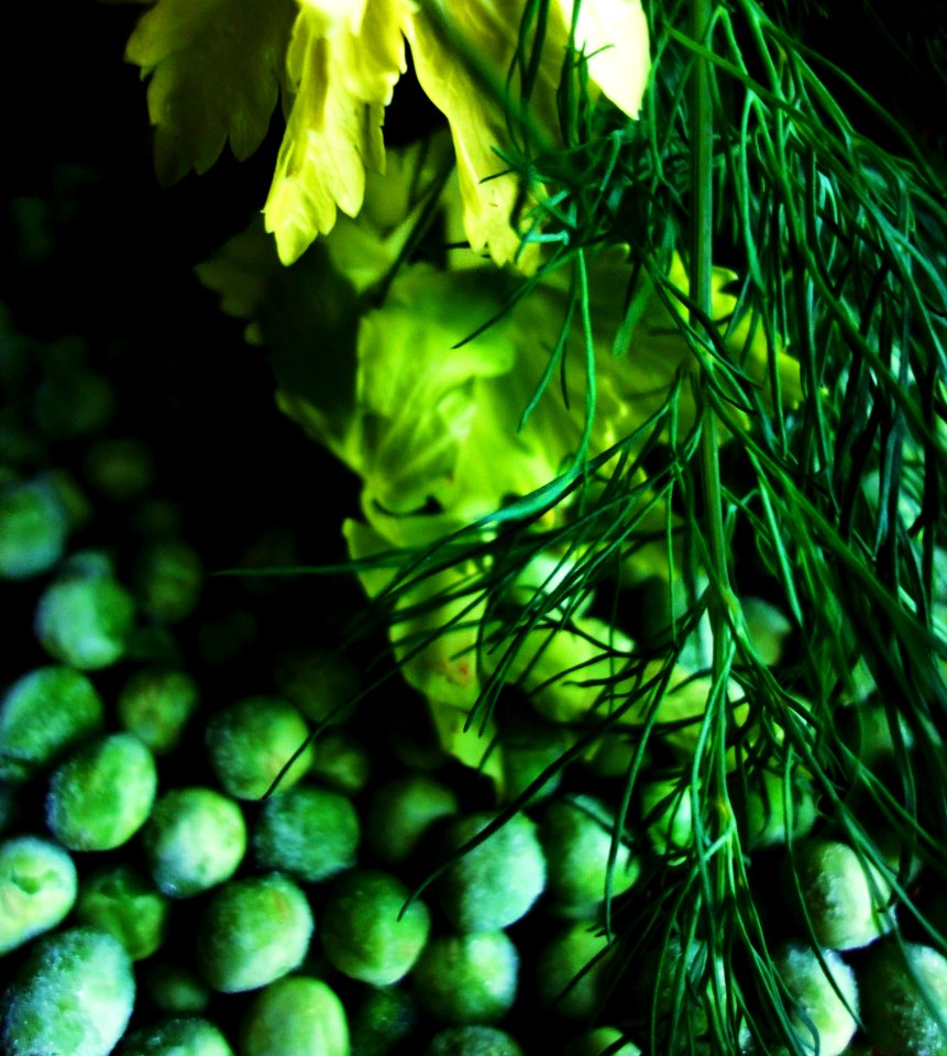 Free stock photo of celery, dill, green