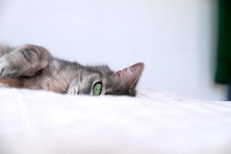 Free stock photo of animal, cat, green eye photo