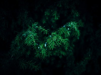 Free stock photo of bush, conifer, forest photo
