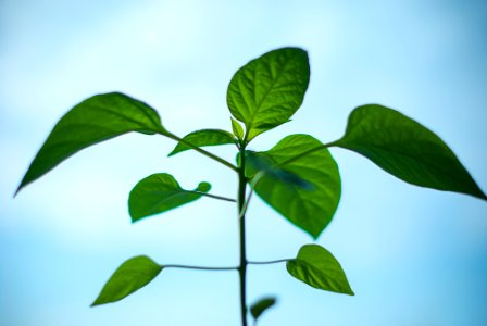 Green Leafed Plant photo