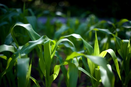 Selective Focus Photography of Green Corn Fields