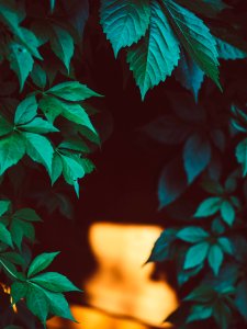 Free stock photo of green, nature, plant photo