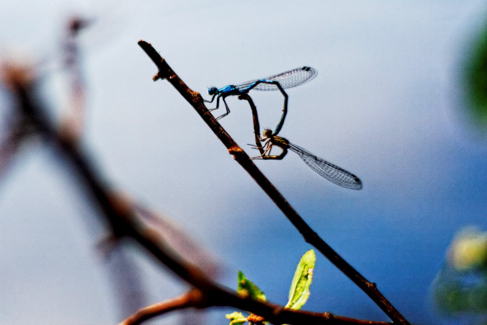 Free stock photo of animals, insects