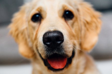 Short-coated Brown Dog photo