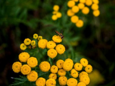 Selective Focus Photo of Hoverfly on Yellow Flower photo