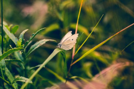 Free stock photo of animals, butterfly, nature