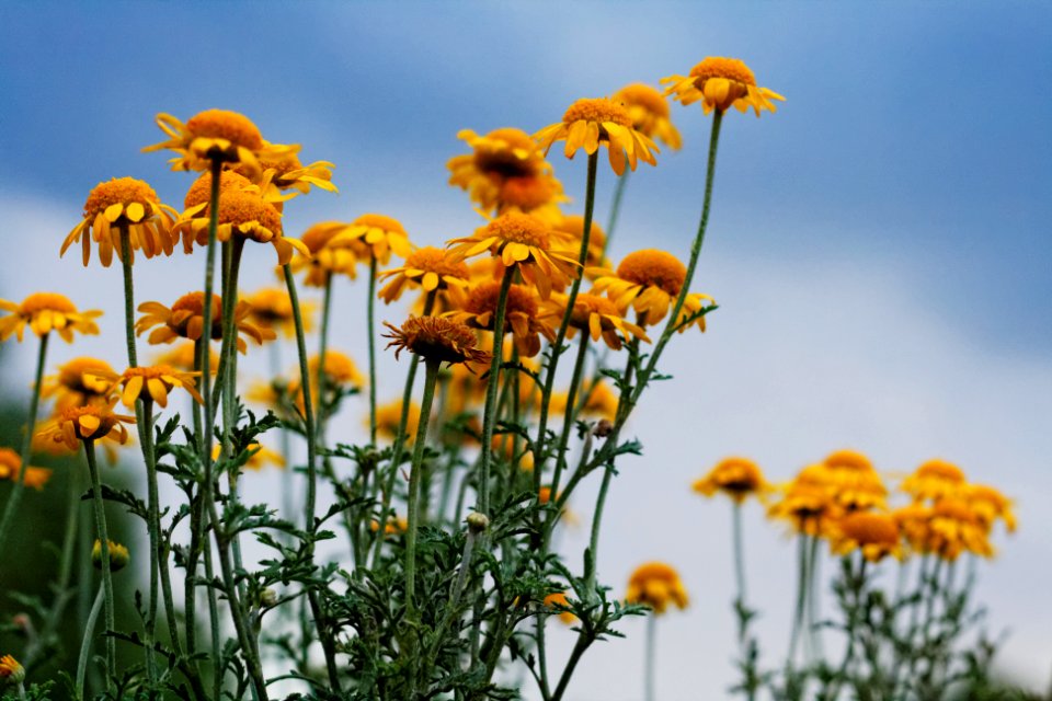 Sunflowers Under Gray