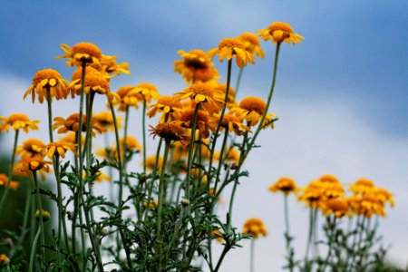 Sunflowers Under Gray