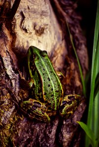 Green Frog Beside Plant photo