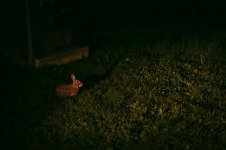 Free stock photo of bunny, nature, rabbit