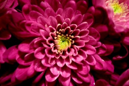 Close-up Photography of Pink Chrysanthemum Flowers photo