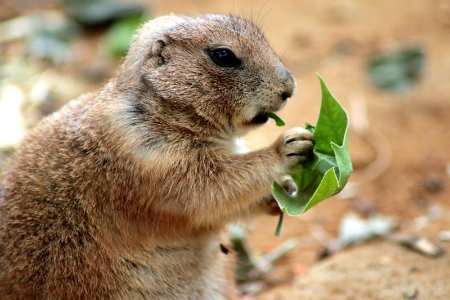 Close Up Photography of Squirrel Holding Green Leaf photo