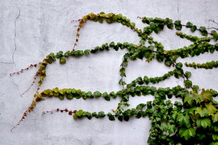 Green Leaf on White Wall photo