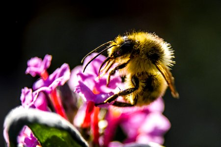 Close-up Photography of Yellow Bee Perching on Purple Petaled Flower photo