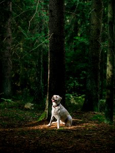 Yellow Labrador Retriever Beside Tree photo