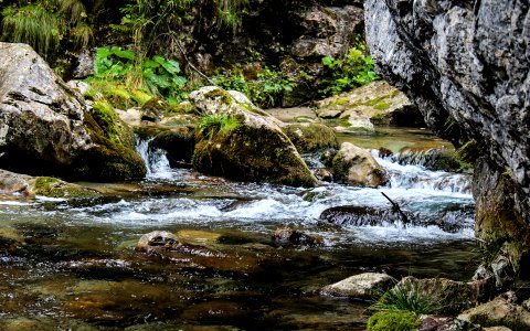 Stones and Trees Beside Flowing River photo