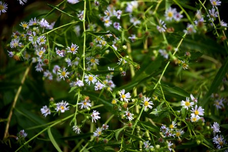 Free stock photo of flowers