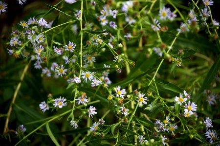 Free stock photo of flowers photo