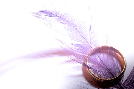 Purple Feather in Gold-colored Ring on White Surface photo
