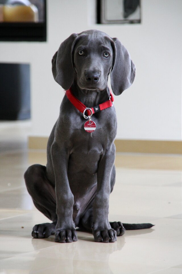 Weimaraner dog young dog