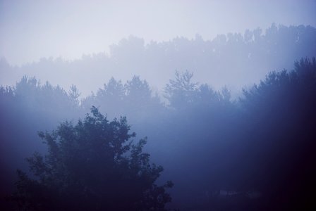 Free stock photo of fog, trees, woods photo