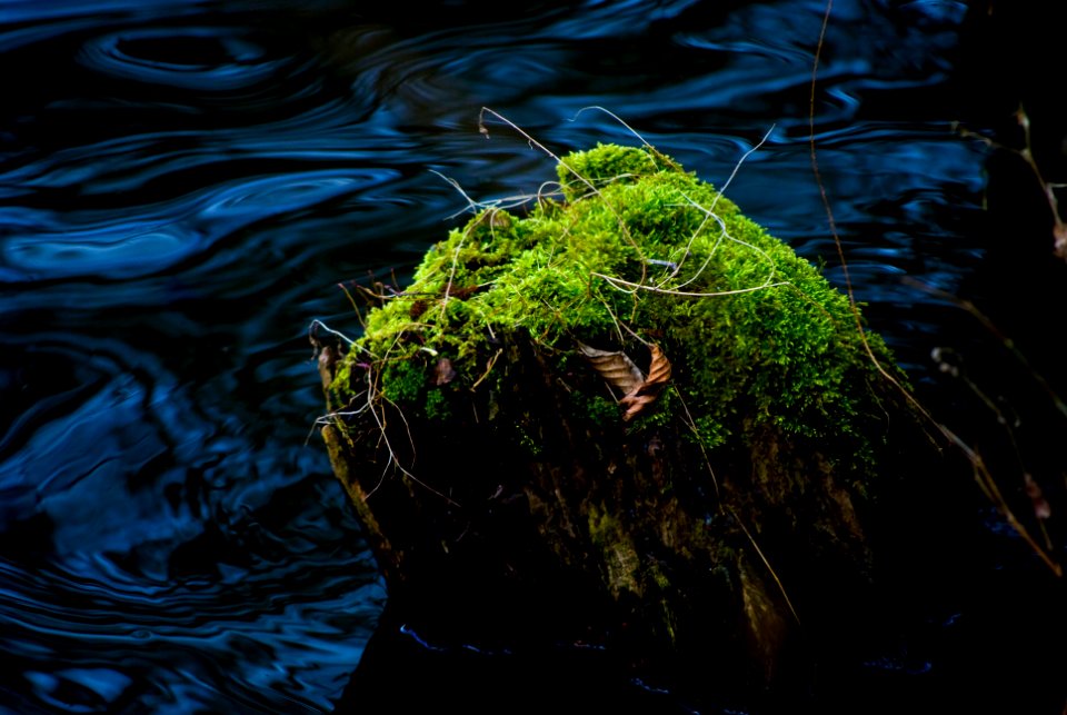 Free stock photo of forrest, kuznik, reserve