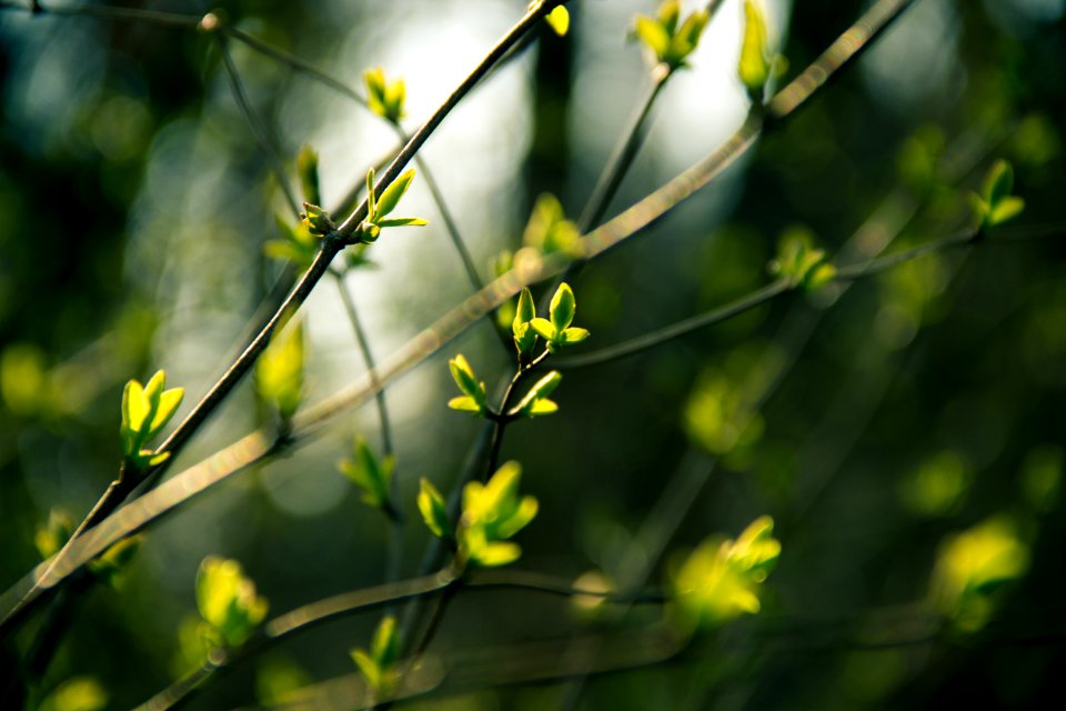 Green Leafed Plant photo