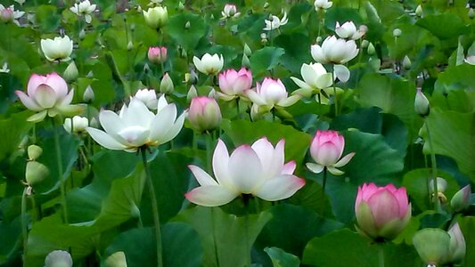 Echo park lotus lotus flower