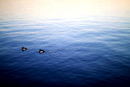 Free stock photo of ducks, reflection, sky photo