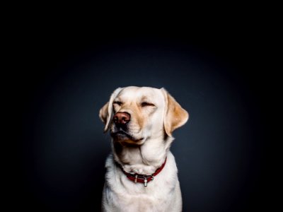 Yellow Labrador Retriever in Collar photo