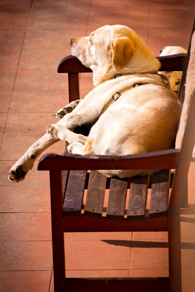 Free stock photo of dog