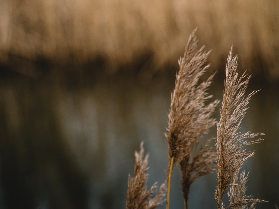 Selective Focus Photograph of Plant