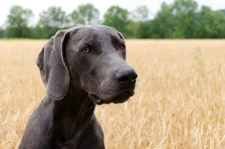 Animal snout pet photo