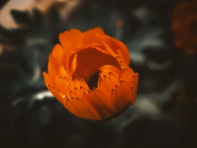 Free stock photo of flower, orange, tulip photo